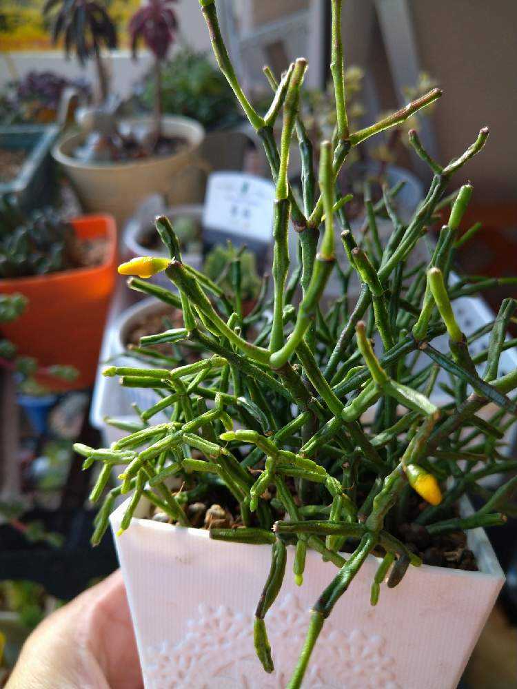 リプサリスサルコイアシ 抜き苗サボテン 猿恋葦｜園芸日記byねぃさん