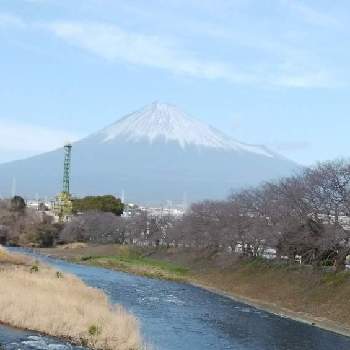 桜 染井吉野の画像 by カコさん | お出かけ先と桜 染井吉野と 富士山と散歩道