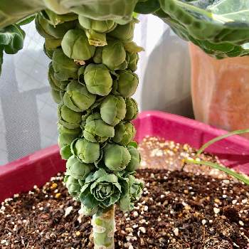 メキャベツの投稿画像一覧 Greensnap グリーンスナップ