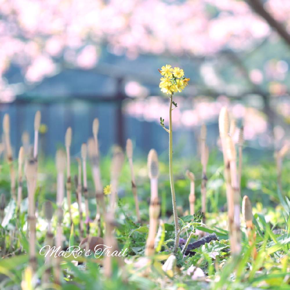 ツクシの投稿画像 By Maro Sさん オニタビラコと日本の風景とピンクの花と一眼レフと黄色とピンクと川土手と雑草と風景と 21桜 フォトコンテスト 21月2月23日 Greensnap グリーンスナップ