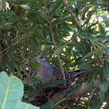 鳩の巣の投稿画像一覧 Greensnap グリーンスナップ