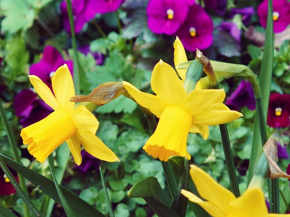 ナルキッスス キクラミネウスの投稿画像 By Siestaさん 黄色い花とお花見散歩とwithグリーンと黄色い花とお花見散歩とwithグリーン 21月2月23日 Greensnap グリーンスナップ Greensnap グリーンスナップ