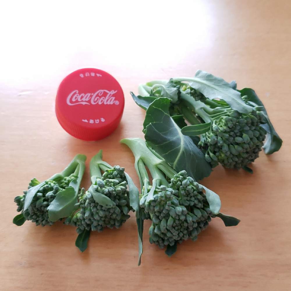 ブロッコリー スティックセニョール の投稿画像 By Navyさん 茎ブロッコリーとスティックセニョールとブロッコリーと家庭菜園と収穫と楽しい家庭菜園と家庭菜園奮闘日記 21月2月23日 Greensnap グリーンスナップ