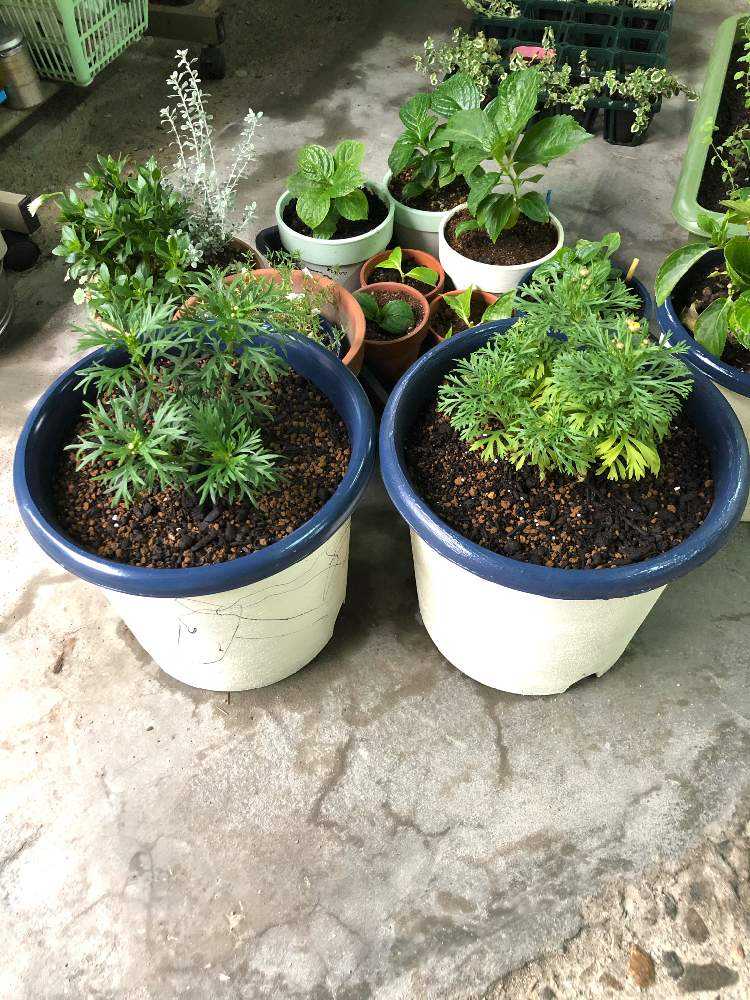 自家製 植木鉢 製作日記 (長文です)｜🍀GreenSnap（グリーンスナップ）