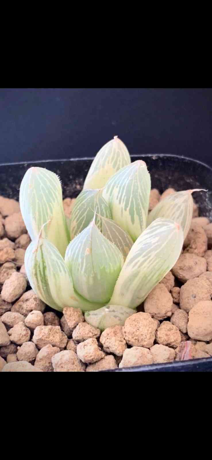 ハオルチア・臙脂(糊斑)｜🍀GreenSnap（グリーンスナップ）