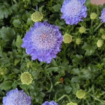 @青い花の画像 by Kevinさん | お出かけ先とスカビオサと素敵❗と癒しと@青い花と紫色の花と青い花とおうち園芸とお花大好き✨と可愛いと花のある暮らしとかわいいとヨーロッパ原産と@スカビオサ