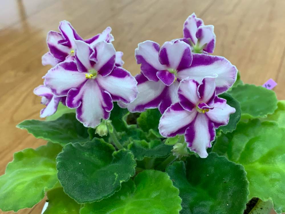 セントポーリアの投稿画像 By ヒラオグリーンさん 21月2月24日 Greensnap グリーンスナップ