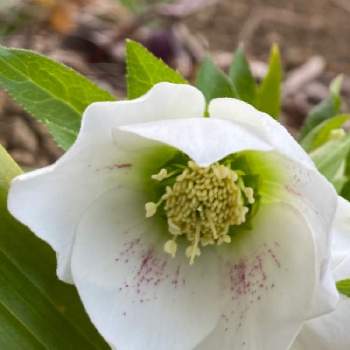 花畑の隅の地植えのクリスマスローズ 白一重の投稿画像一覧 Greensnap グリーンスナップ