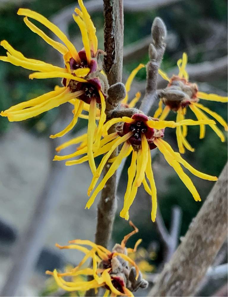 マンサクの投稿画像 By Naochanさん うれしいな と庭の花ときれいなお花とマンサク科と花のある暮らしと黄色いお花 21月2月24日 Greensnap グリーンスナップ