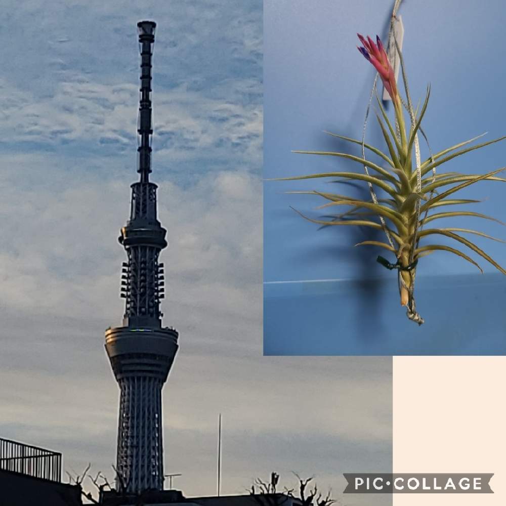アエラントスの投稿画像 By やまちゃん 旅 さん 部屋とエアプランツと今朝の一枚と東京スカイツリーとエアプランツと今朝の一枚と東京スカイツリー 21月2月24日 Greensnap グリーンスナップ Greensnap グリーンスナップ