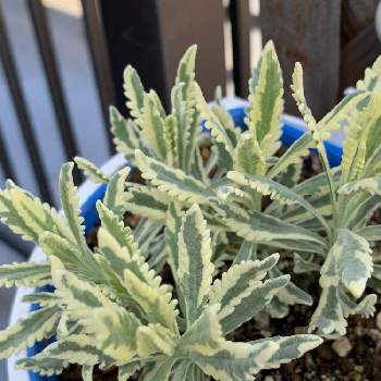 ラベンダー メルローの投稿画像一覧 Greensnap グリーンスナップ