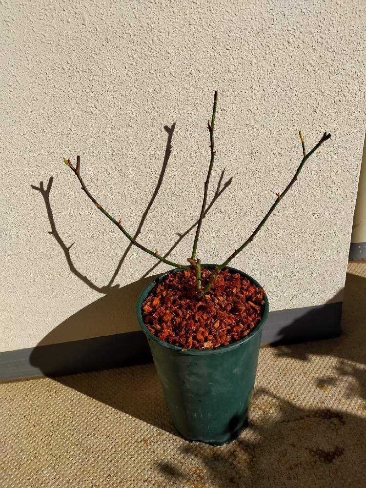 モダンタイムス バラ Greensnap グリーンスナップ