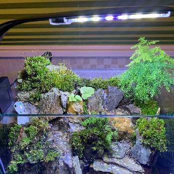 もののけ姫の投稿画像一覧 Greensnap グリーンスナップ