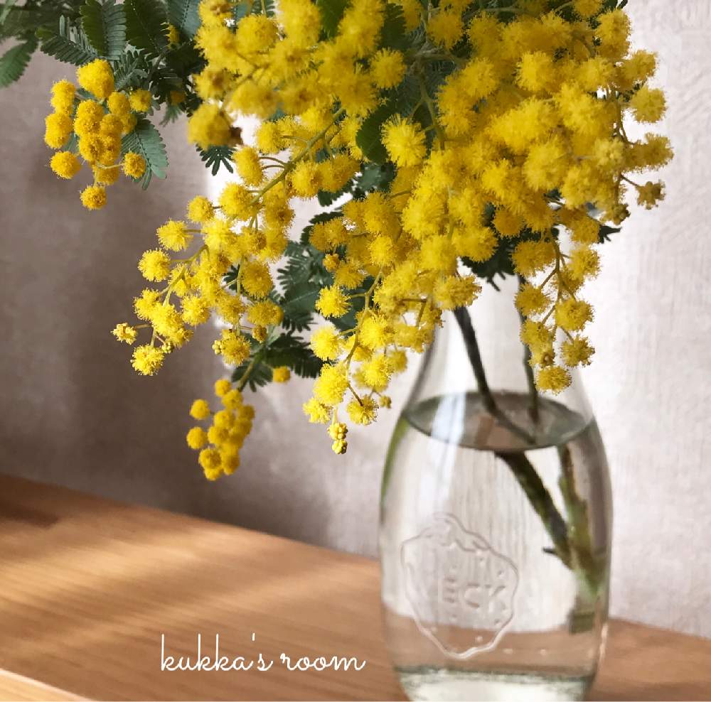 ミモザの投稿画像 By Kukkaさん ミモザアカシアとキラキラ とお気に入りの器や花瓶と植物と小花会と癒しと切り花を楽しむと季節の花と花を飾ると黄色い花とポンポンとナチュラルスタイルと春よ恋 と花のある暮らしとガラスの花瓶と花瓶合わせと小さな花とかわいいな