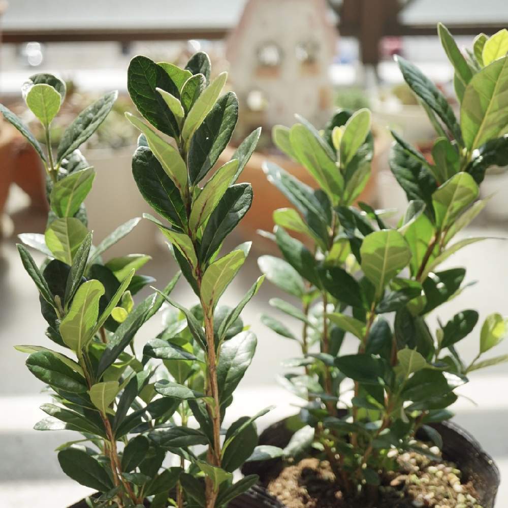 フェイジョアの投稿画像 By すーちゃんさん フェイジョア アポロとおうち園芸とすーちゃんの狩り 21月2月24日 Greensnap グリーンスナップ