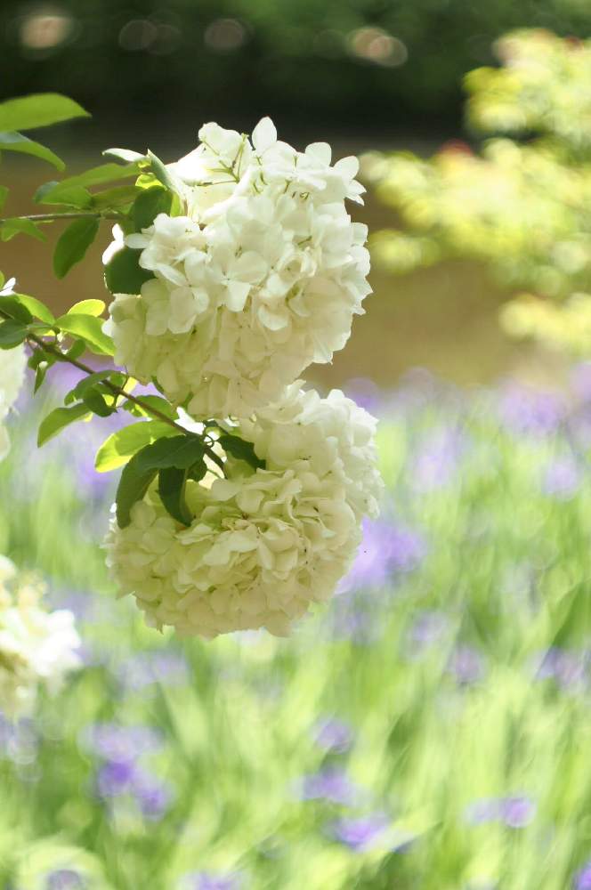 オオデマリの投稿画像 By Aribambooさん 花のある空間と花のある風景と花の写真と旅行先と今日のお花とolympusと白い花と花が好き 21月2月24日 Greensnap グリーンスナップ