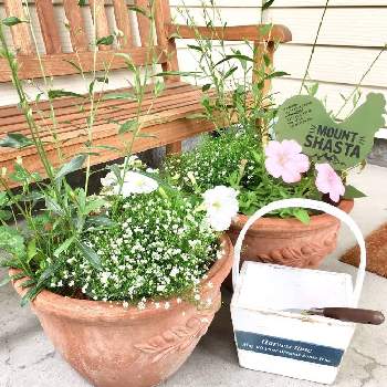 白花かすみ草の投稿画像一覧 Greensnap グリーンスナップ