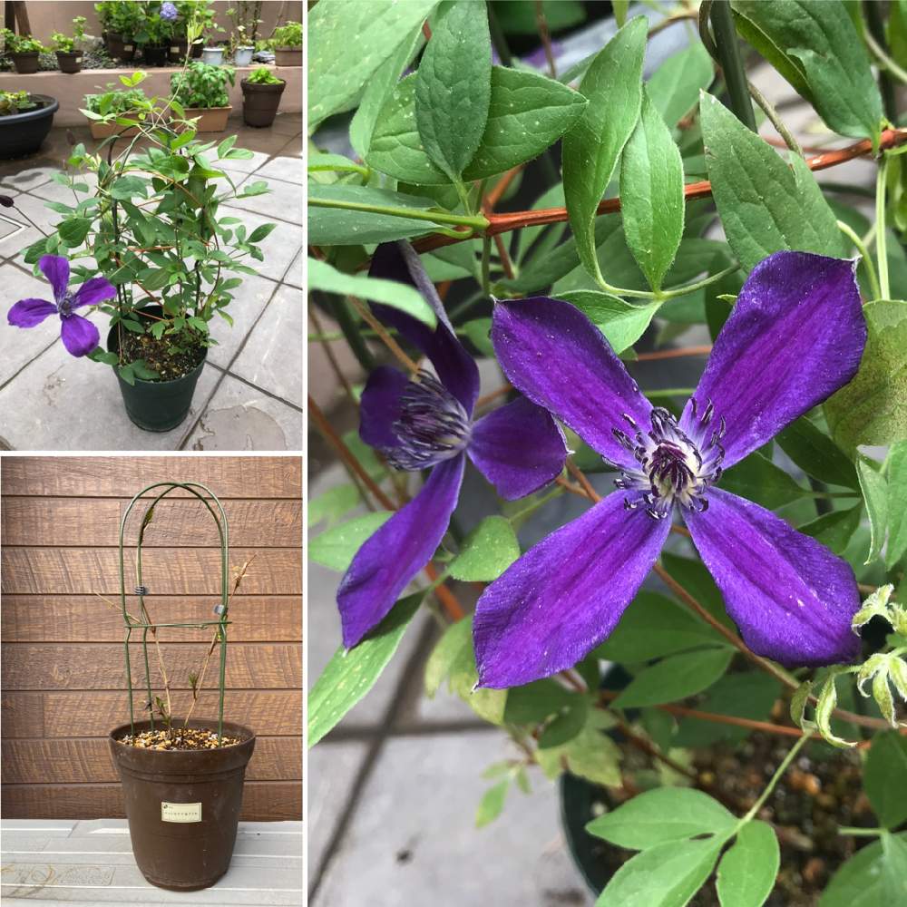 クレマチス アフロディーテ エレガフミナの投稿画像 By アンズさん １鉢と赤系と紫系の花と実と クレマチスとクレマチス インテグフォリア系と新枝咲きと小さな庭とクレマチス アフロディーテ エレガフミナと１鉢と赤系と紫系の花と実と クレマチスとクレマチス