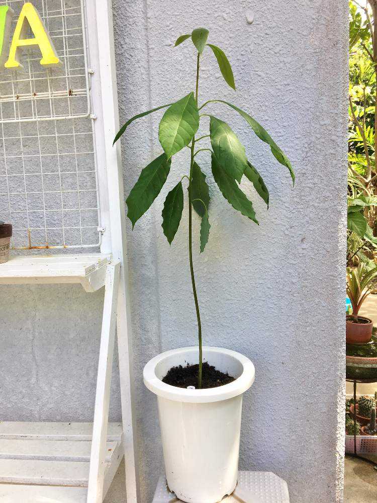 アボカド大苗 アボカドの苗 抜き苗 高さ約70cm アボカド【大苗】 耐寒性2種セット【