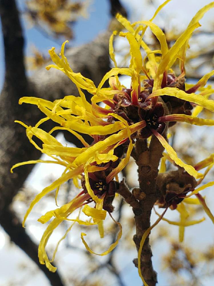 おひさんの投稿画像 21月2月24日 Greensnap グリーンスナップ