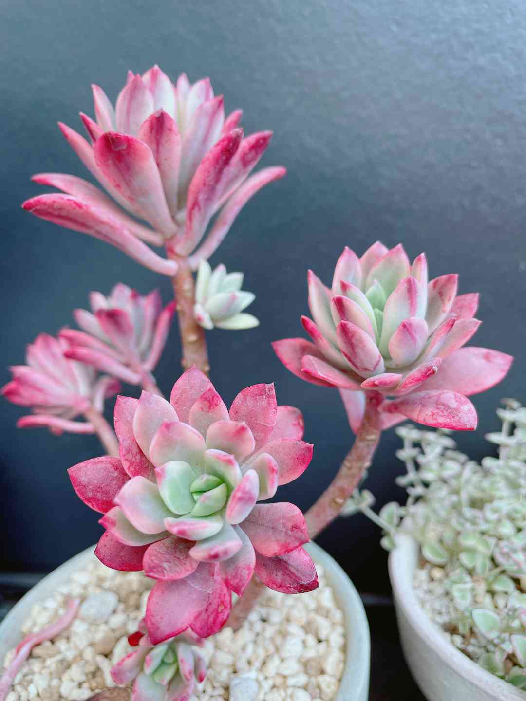 楽天市場】【当店農場生産】多肉植物 エケベリア ミニベル錦 7.5