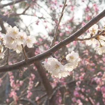 さくらんぼの花の投稿画像一覧 Greensnap グリーンスナップ