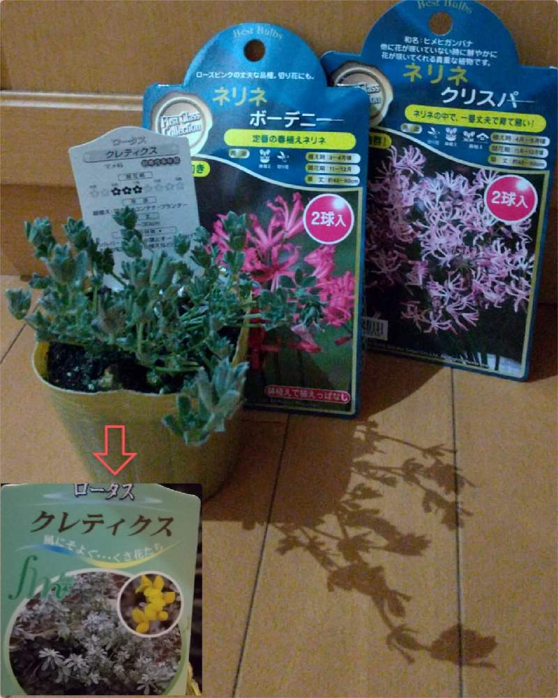 ネリネの投稿画像 By しろぷーさん ロータス と耐寒性宿根草とおうち園芸と植えっぱなしと球根とガーデニングと花のある暮らしと冬のお花と地植えとシルバーリーフとロータス クレティクスとダイヤモンドリリーとネリネ クリスパとネリネ ボーデニーと耐寒性宿根草と