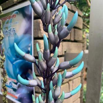 過去の花メモの投稿画像一覧 Greensnap グリーンスナップ