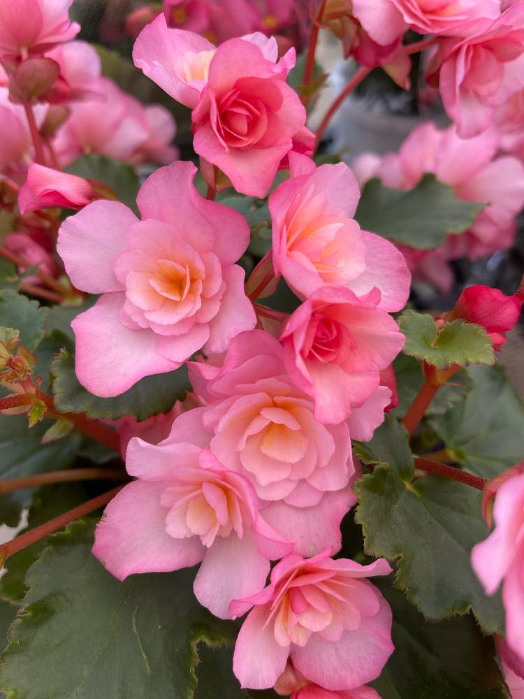 フリル咲きリーガースベゴニア グローリーピンクの投稿画像 By Aoaさん お花大好き とお気に入り と可愛すぎる とキレイだな とピンク色の花と花 のある暮らしとかわいいな 21月2月24日 Greensnap グリーンスナップ