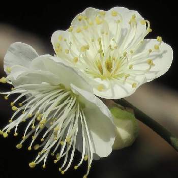 ウメの花の画像 by シナモンさん | 小さな庭とお花大好き♡と白梅の花とウメの花とお花のある暮らしと綺麗と癒されると白い花