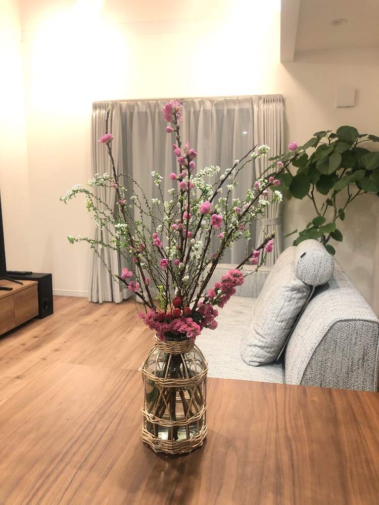 スターチスの投稿画像 By Yukkoさん ヒペリカムとウンベラータと雪柳とお気に入りの器や花瓶と植物と癒しとピンク ピンクと桃の節句とスリーコインズと花のある暮らし 21月2月24日 Greensnap グリーンスナップ