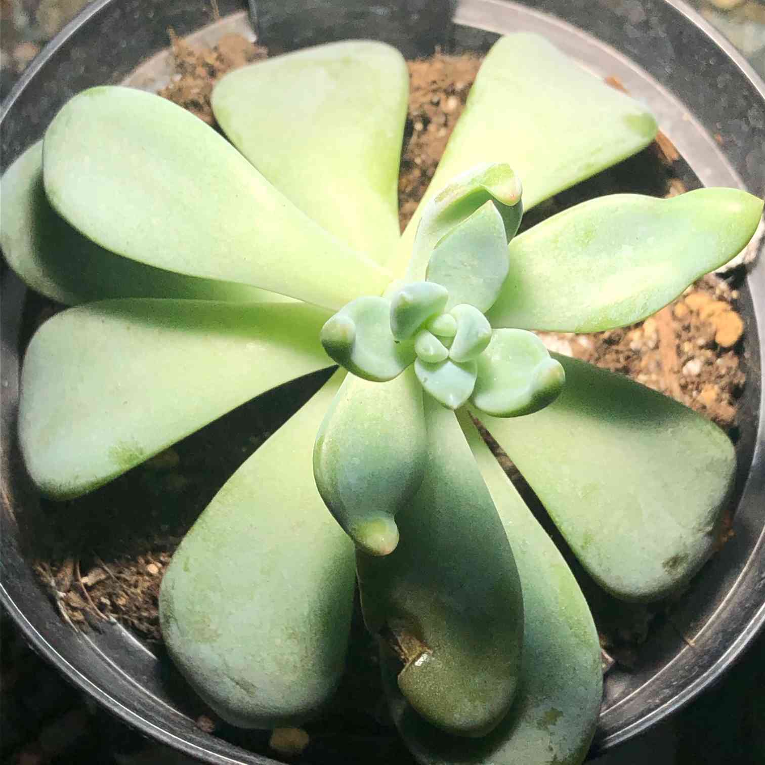 Top【選抜株】多肉植物　21307 オパリナ錦24個　鉢無し/脱土 9dcd5d4fdfdb99d77ef8937492ee3d