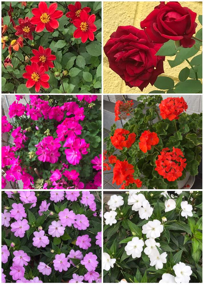 インパチェンスの投稿画像 By ちりめんうさぎさん ゼラニウムとダリアとバラと薄いピンク色の花と花散歩とピンクの花と濃いピンク色の花と赤い花とご近所と白い花 21月2月25日 Greensnap グリーンスナップ
