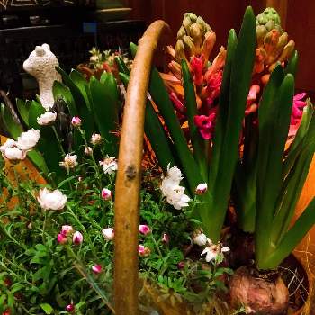 四季の花籠の画像 by ✴︎Ｃｈｉｅ✴︎さん | お気に入りの器や花瓶と植物とKawaii♡と祈りを込めてと心が潤う♡とお目覚めと花のある暮らしとパワースポットとお見舞い申し上げますと春を告げる花とハナカンザシ♡とヒアシンスの花とサザンクロス フイリーナクィーンと愛らしいと四季の花籠と日々是好日
