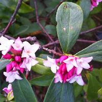 沈丁花 ジンチョウゲ の育て方 植え付けや植え替え時期は 剪定は必要 Greensnap グリーンスナップ 沈丁花 ジンチョウゲ の育て方 植え付けや植え替え時期は 剪定は必要 Greensnap グリーンスナップ