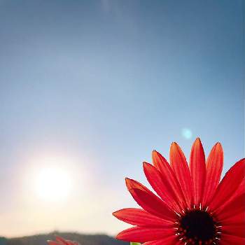 しなやかにの画像 by りみさん | バルコニー/ベランダとオステオスペルマムとオステオスペルマム アキラとピンクの花と山陰と島根県松江市と雲仲間といない松江春日店と朝の撮影と春を待つと花が好きとお日様追いかけてとiPhone撮影と朝陽を浴びてとM&B Floraとたくましいとしなやかにとコロナに負けるな！とハイポネックスと ハイポネックス園芸部と半日陰と花のある暮らし