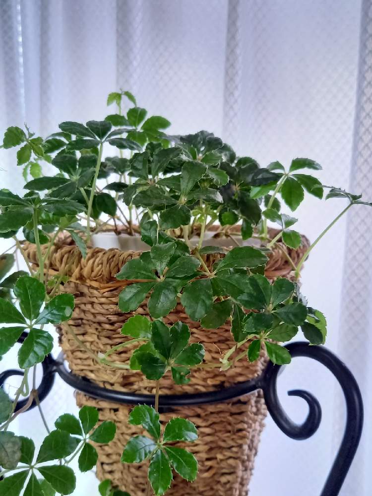 観葉植物の投稿画像 By みぃちゃんさん おうち園芸とチーム岐阜 21月2月25日 Greensnap グリーンスナップ