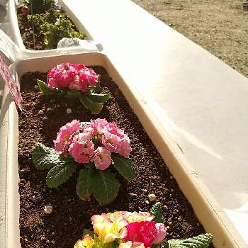 バラ咲きジュリアンプリンアラモードの画像 by ふうふうさん | テラスとバラ咲きジュリアンとバラ咲きジュリアンプリンアラモードとバラ咲きジュリアンイチゴのミルフィーユ