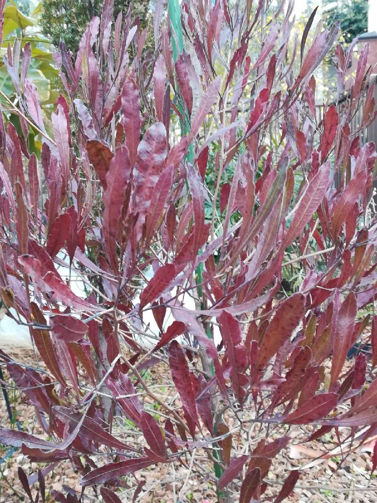 ドドナエア ポップブッシュ プルプレアの投稿画像 By Slendborderさん ドドナエアと地植えとオージープランツと紅葉 こうよう とオーストラリア原産 21月2月25日 Greensnap グリーンスナップ