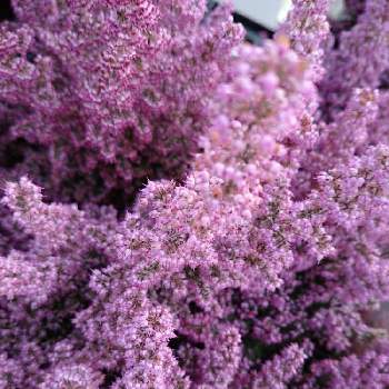 淡雪エリカの投稿画像一覧 Greensnap グリーンスナップ