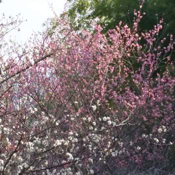 梅の花♡の画像 by 森　森さん | お出かけ先とウメと梅の花♡とこんな時こそ花をと森の負けないぞ❗️と医療現場の人々に感謝