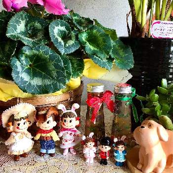 ペコちゃんポコちゃんの画像 by ひまわり大好きさん | 玄関と熊童子とシンピジュームの葉と癒しの時間とペコちゃん祭りと可愛い多肉ちゃん❤︎と癒し…♡と癒されて❤️とペコちゃんポコちゃん