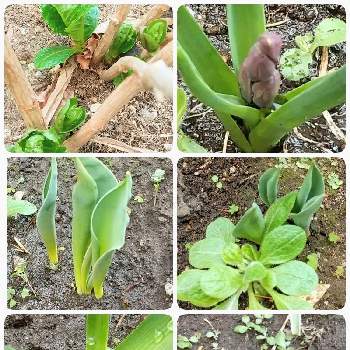 チューリップの芽の画像 by シマちゃんさん | 広い庭とヒアシンスとヒアシンスと芽出し球根ヒアシンスとチューリップの芽とチューリップの芽と紫陽花の新芽