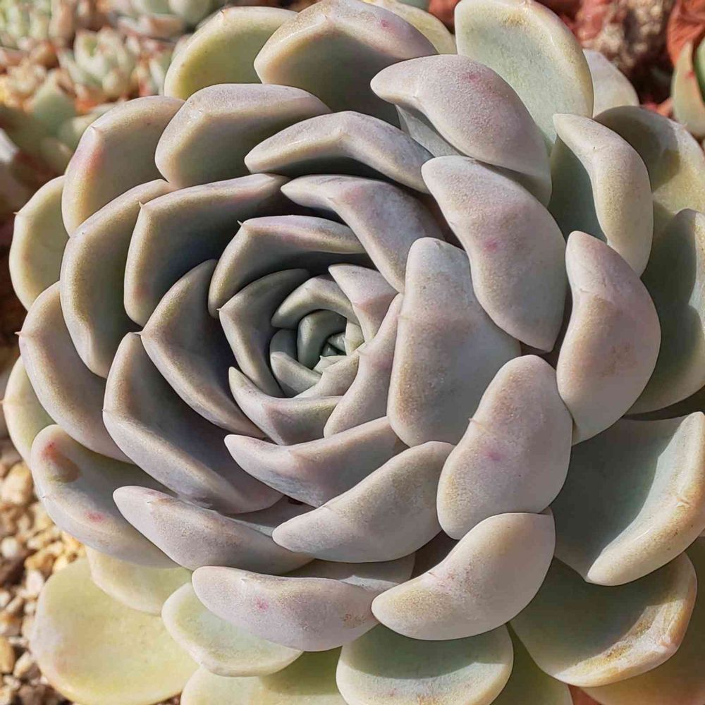 219 タイニーバーガー①の生長記録 2022.05.15更新｜🍀GreenSnap  