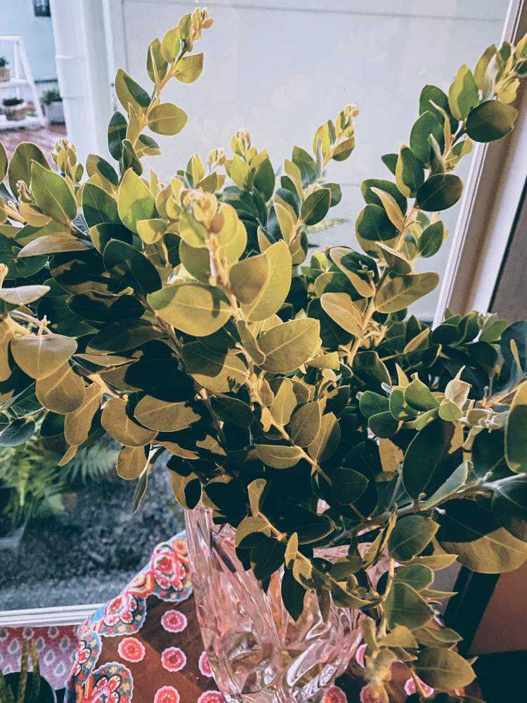 ミモザ♡(パールアカシア)｜🍀GreenSnap（グリーンスナップ）