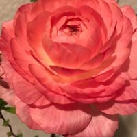 ラナンキュラス,ピンクの花,オレンジ色の画像