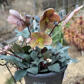 冬の庭の投稿画像一覧 Greensnap グリーンスナップ