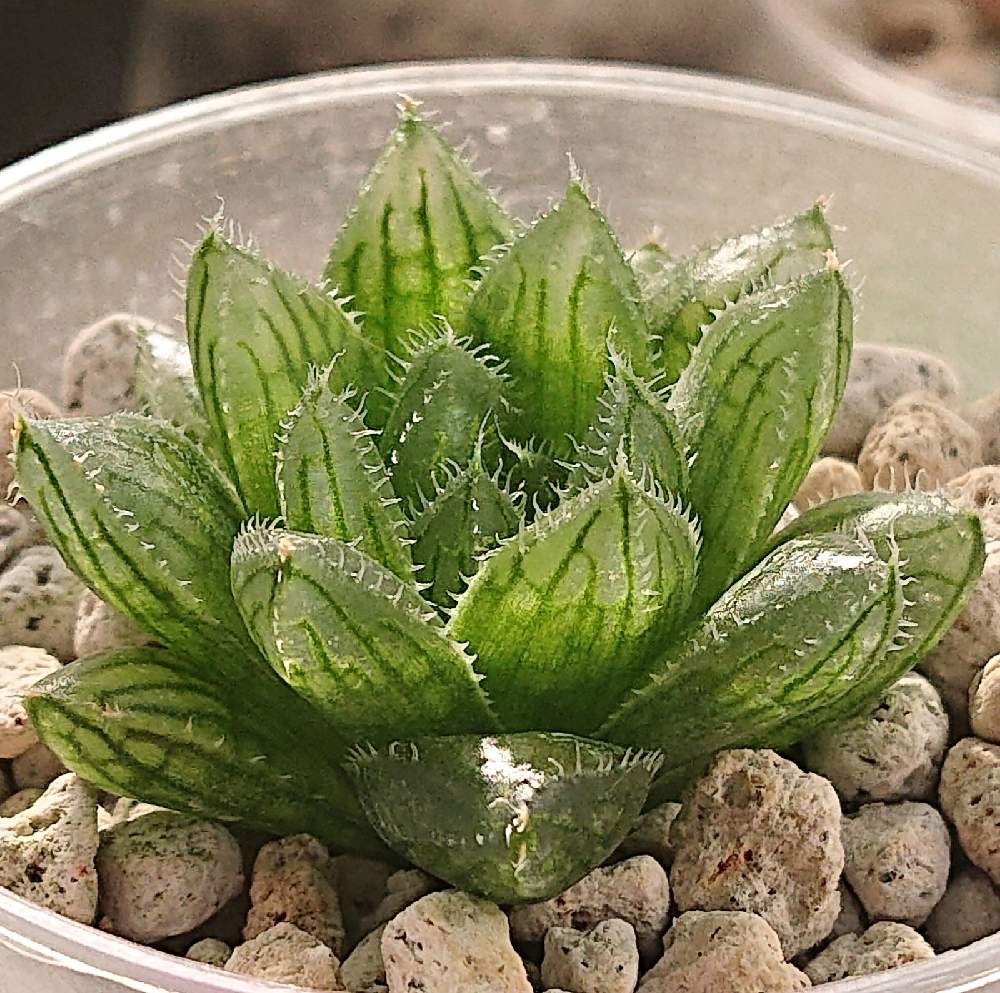 軟葉系ハオルチアの投稿画像 By Ranさん ハオルチア実生とハオルチア属と透明窓とhaworthia ハオルチア ハオルシアと植中毒とハオルシア属 と実生と透明感と実生苗とハオルチア交配種 21月2月25日 Greensnap グリーンスナップ