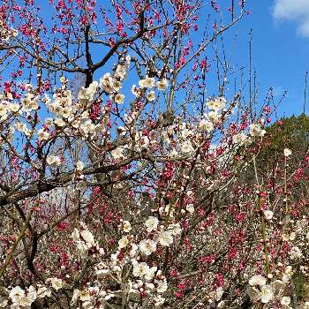 万葉の花の投稿画像一覧 Greensnap グリーンスナップ