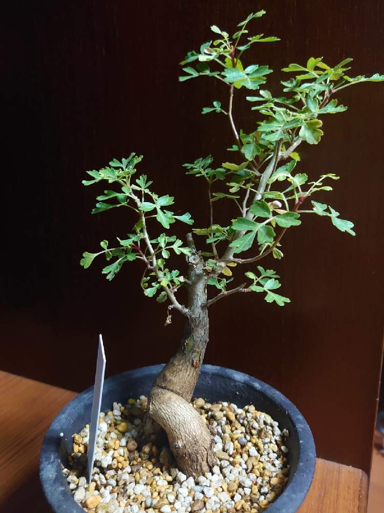 パキコルムス ディスカラー 象の木 - 観葉植物